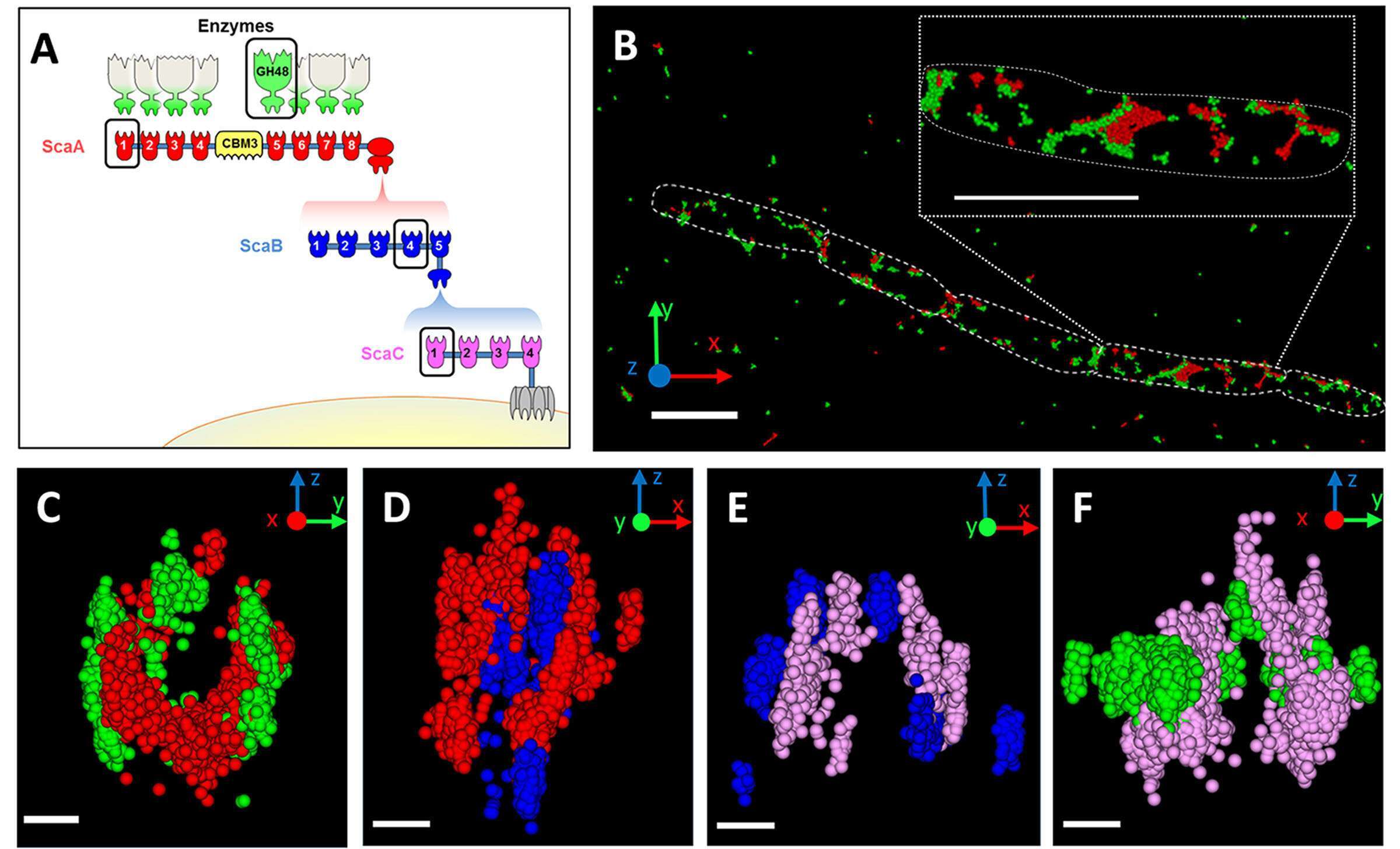 Figure 1: Hierarchical organization of cell-surface cellulosome components. (A) Schematic illustration of the major cellulosome system of C. clariflavum. Color-coded cohesins (Coh) and enzyme (GH48) components circled in black were immunolabeled during experiments. (B) Representative 3D STORM image of cellobiose-grown cells labeled with anti-GH48 (green) and anti-CohA (red). Scale bar, 2 µm. (C to F) Representative cross-sectioned STORM images of selected bacterial cells immunolabeled with pairs of antibodies (scale bars, 300 µm). A portion of each bacterium was sectioned and rotated 90° for viewing through its long axis. (C) Anti-GH48 (green) and anti-CohA (red); (D) anti-CohA (red) and anti-CohB (blue); (E) anti-CohB (blue) and anti-CohC (pink); (F) anti-CohC (pink) and anti-GH48 (green). 